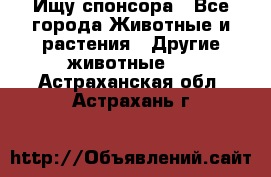 Ищу спонсора - Все города Животные и растения » Другие животные   . Астраханская обл.,Астрахань г.